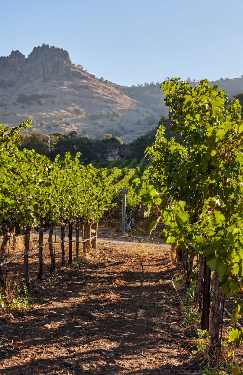 Vineyards with mountains in the distance