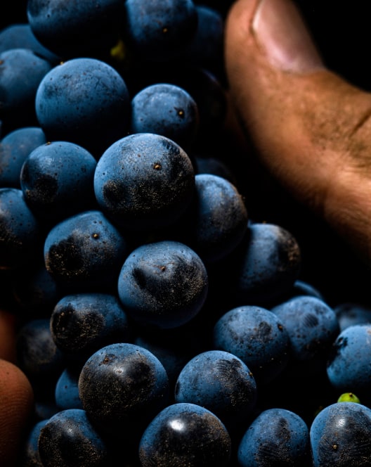 Close up of grapes