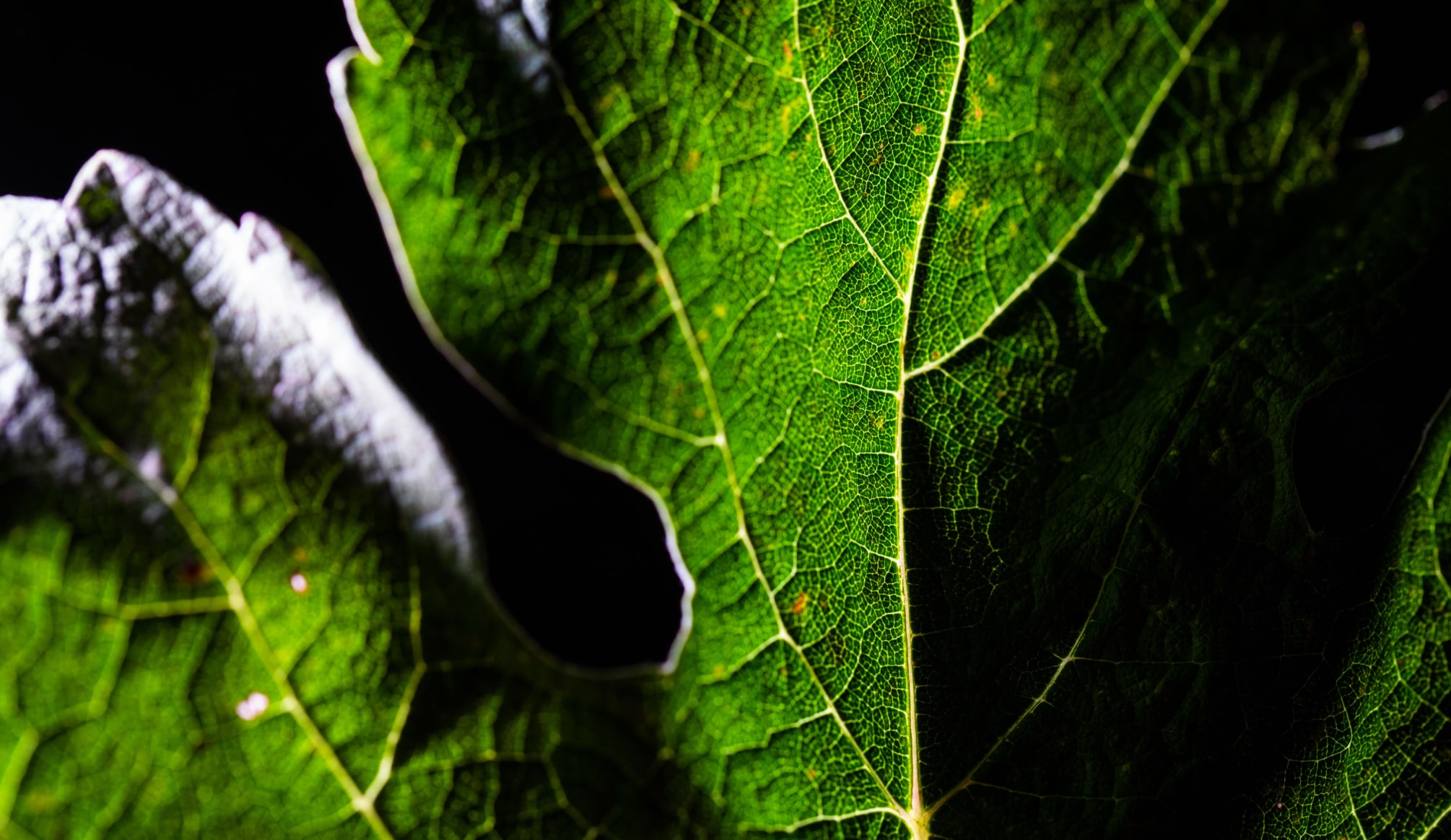 Close up of leaf