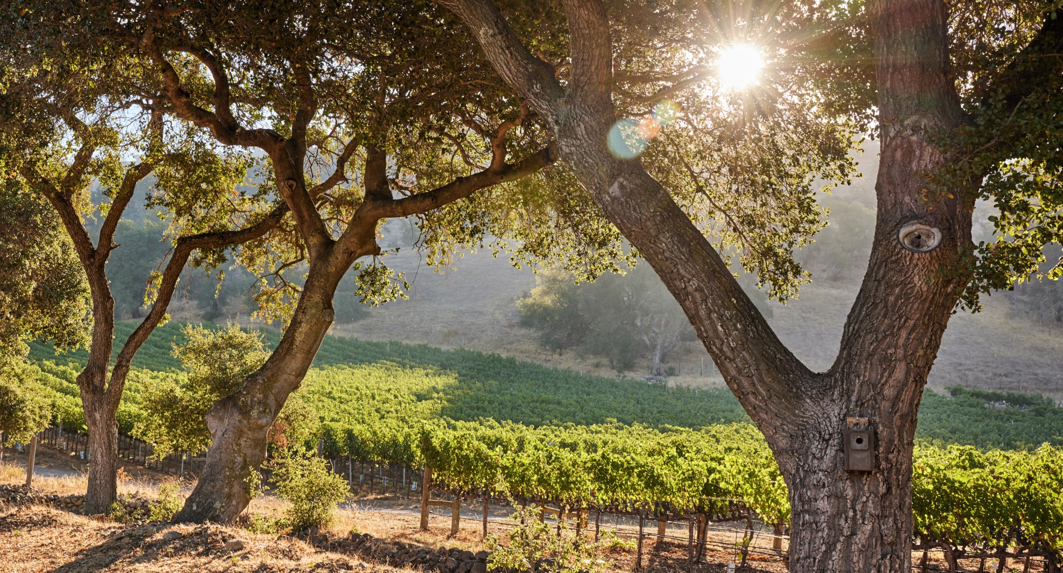 Vineyard through the trees