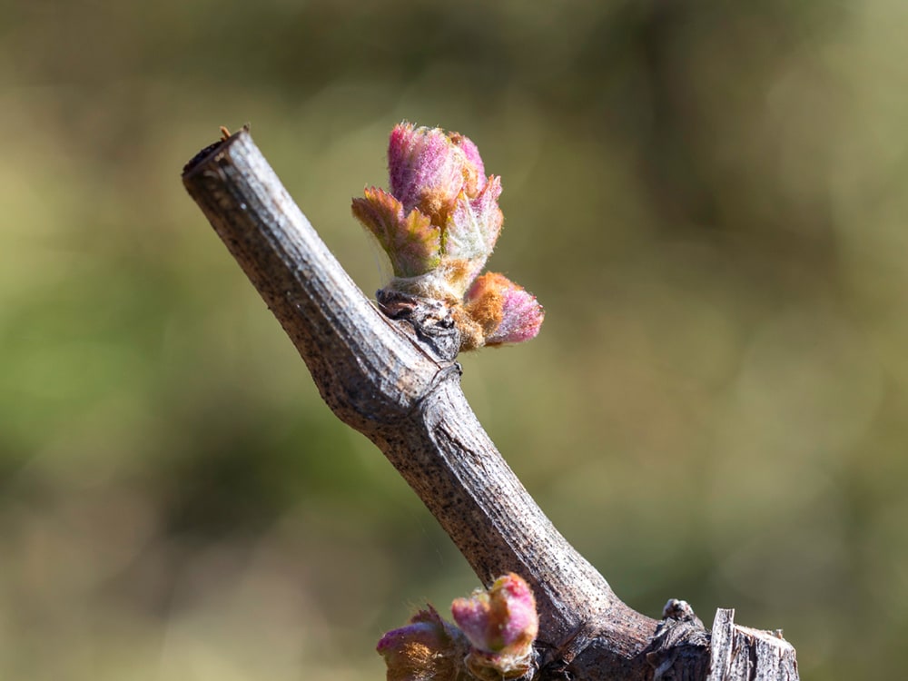 Sustainability, a branch with a bud