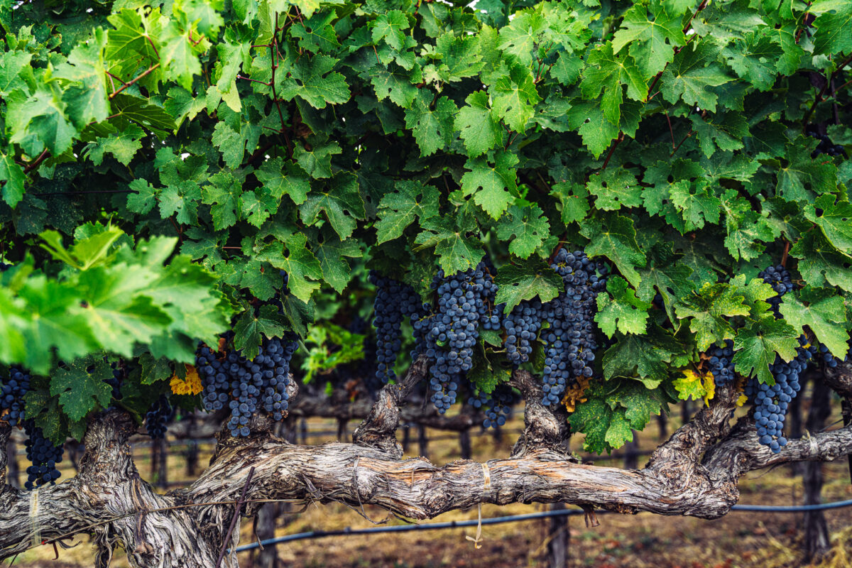 Creating a Wine Worth Cellaring Stag’s Leap Wine Cellars