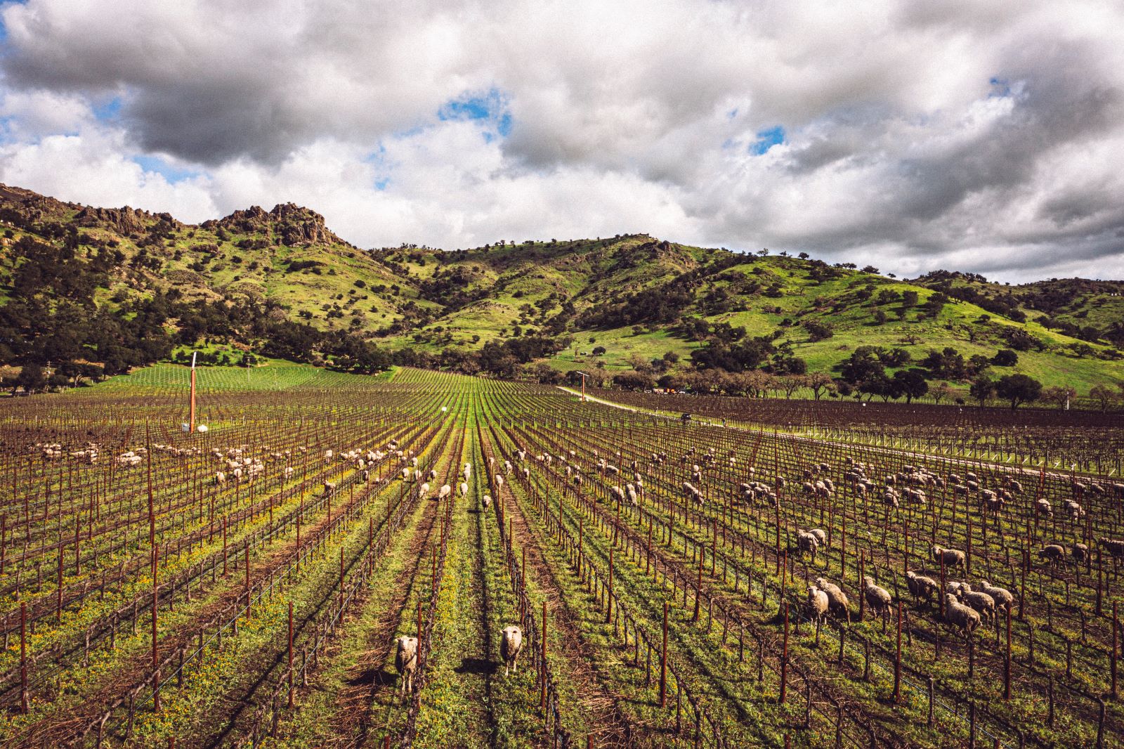 Stag's Leap Wine Cellars SLV Vineyard and Sheep