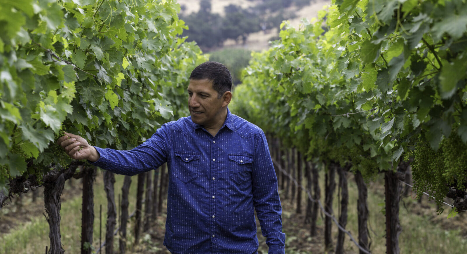 Vineyard manager looking at grapes